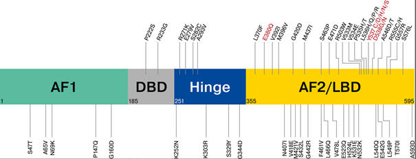 ESR1 Struktur und Mutationen